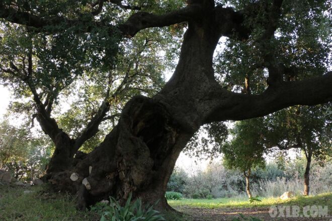 oak-tree-chmout-north-lebanon